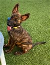 adoptable Dog in  named Nemo Litter (Squirt) - Located in Florida