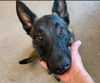 adoptable Dog in Imlay City, MI named Thunder - Located in CA