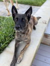 adoptable Dog in  named Asha - Located in Florida