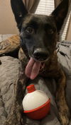 adoptable Dog in , MI named Asha - Located in Florida