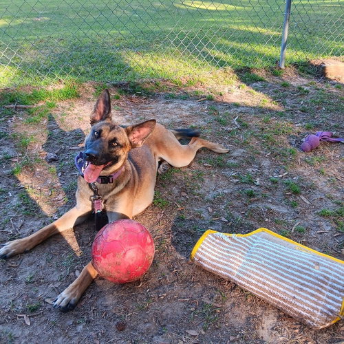 DELTA - LOCATED IN FLORIDA - Belgian Shepherd Malinois / German Shepherd Dog available for adoption