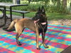 adoptable Dog in Imlay City, MI named Shadow - Located in FL