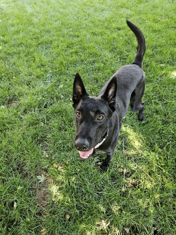 adoptable Dog in Imlay City, MI named Godiva nka Luna - located in NE