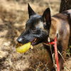 adoptable Dog in  named Thor