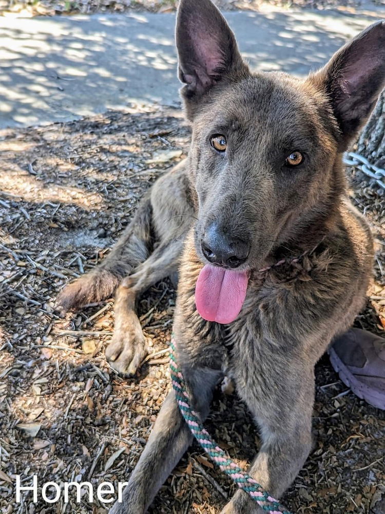 adoptable Dog in Imlay City, MI named Homer - Located in Florida