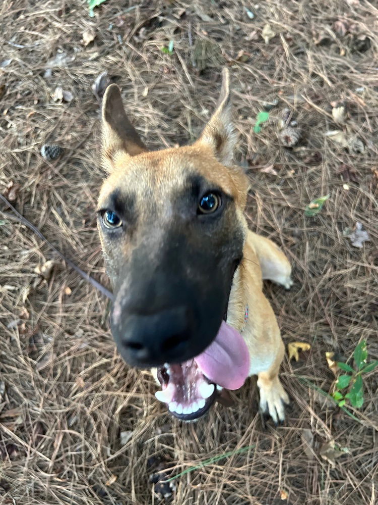 adoptable Dog in Imlay City, MI named Haze - located in Georgia