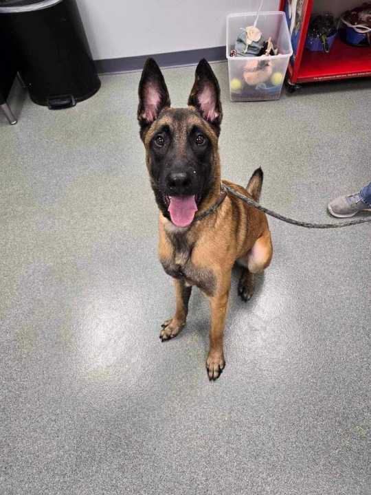 adoptable Dog in Imlay City, MI named Atlas - Located in MN