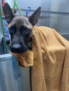 adoptable Dog in , MI named Skelly - Located in Texas