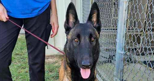 adoptable Dog in Imlay City, MI named Anika located in South Carolina