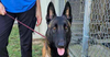 adoptable Dog in , MI named Anika located in South Carolina