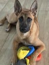 adoptable Dog in , MI named Gaby - located in Florida