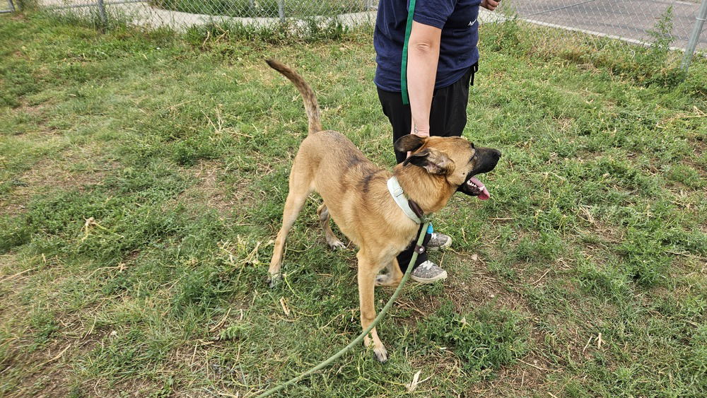 adoptable Dog in Imlay City, MI named Kaiser - Located in UT