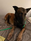 adoptable Dog in , MI named Fyre - Located in CA