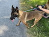 adoptable Dog in , MI named Sky - Located in MD