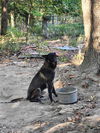 adoptable Dog in , MI named Mr Logan - located in KY