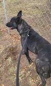 adoptable Dog in , MI named Opie located in NM