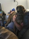 adoptable Dog in , MI named Chance - Located in Florida