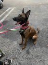 adoptable Dog in , MI named Riley - Located in OH