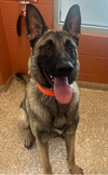 adoptable Dog in , MI named Maverick - Located in MI