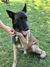 adoptable Dog in , MI named Odin  - located in CA