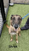 adoptable Dog in , MI named Shrek located in WI