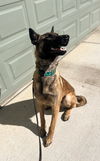 adoptable Dog in , MI named Doug - Located in CO