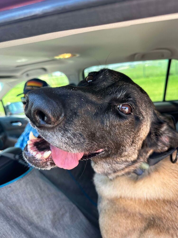 adoptable Dog in Imlay City, MI named Eva - Located in Oklahoma