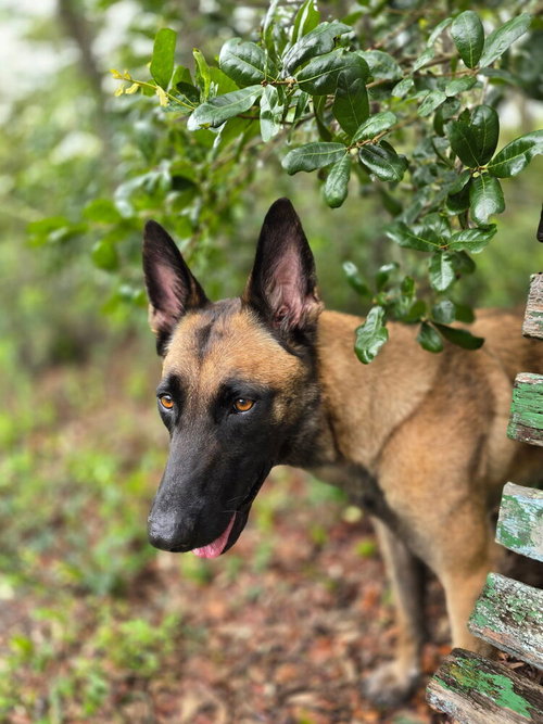 picture of the dog needing adoption