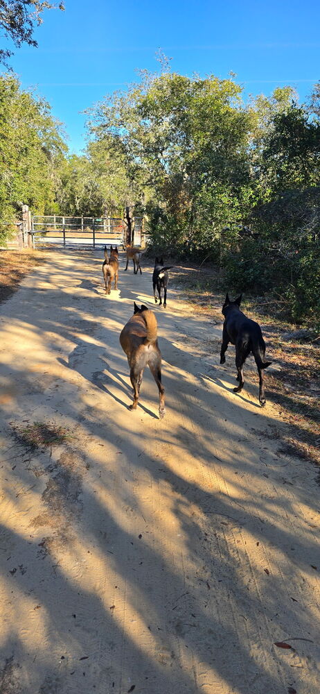 MOLLY - LOCATED IN FLORIDA - Belgian Shepherd Malinois available for adoption