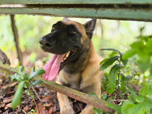 Molly - Located in Florida — thumbnail 10