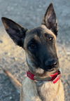 adoptable Dog in , MI named Elsia - Located in TX