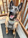 adoptable Dog in , MI named Aruba - Located in CO
