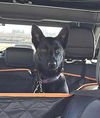 adoptable Dog in , MI named Aja - Located in CA