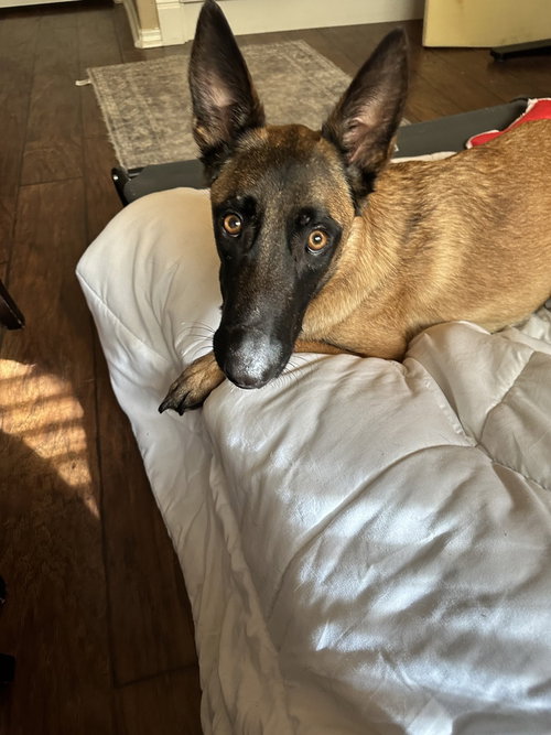 picture of the dog needing adoption