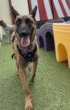 adoptable Dog in , MI named Juno - located in GA