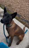 adoptable Dog in , MI named Daisy Duke - Located in Florida