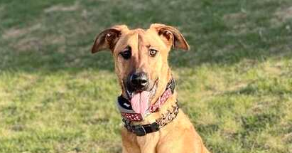 picture of the dog needing adoption