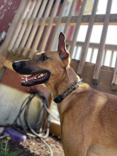 MIRA - LOCATED IN IA - Belgian Shepherd Malinois / Doberman Pinscher available for adoption