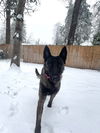 adoptable Dog in imlay city, MI named Basil - Located in OR