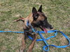Ziggy - Located in IL - Photo 2