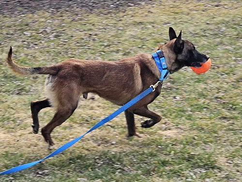Ziggy - Located in IL — thumbnail 9