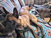 Ziggy - Located in IL - Photo 4