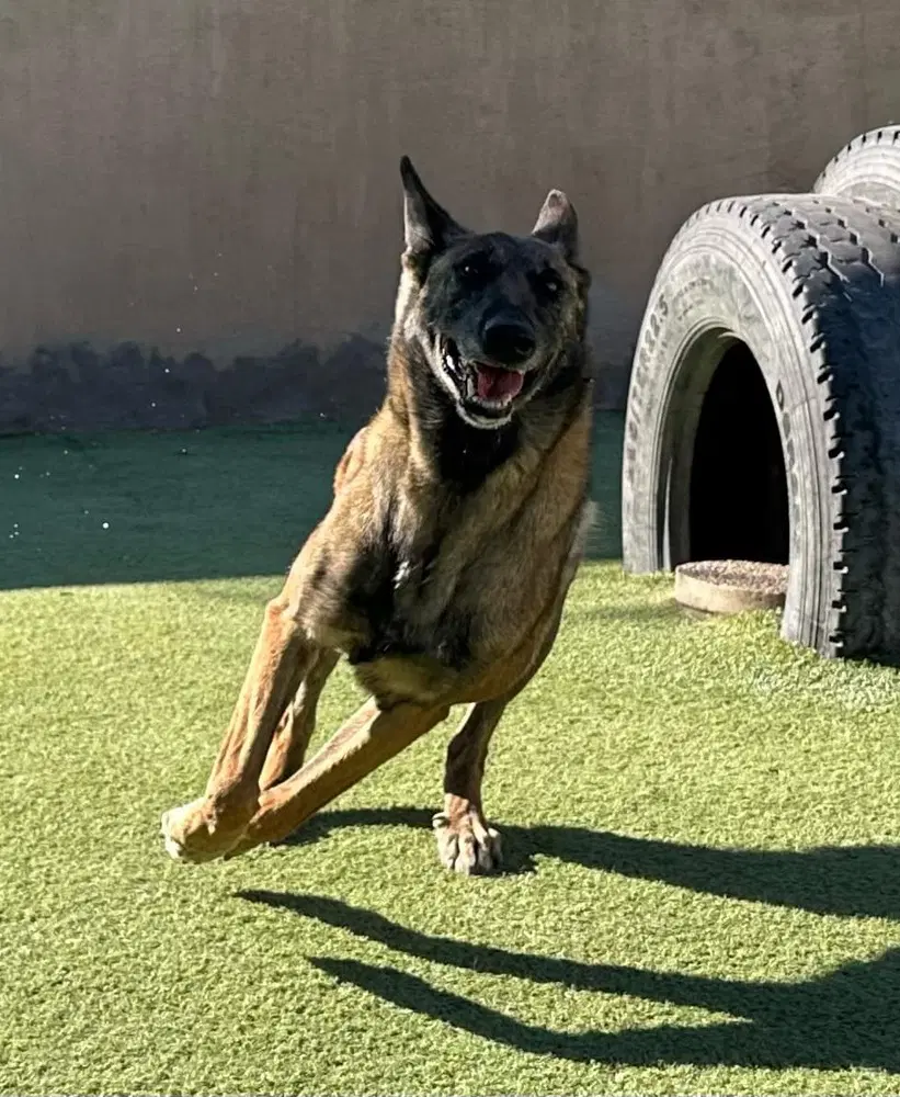 Lady Jade Located In Nm - Belgian Shepherd Malinois