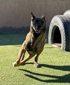 adoptable Dog in , MI named Lady Jade Located in Texas