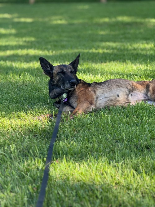 LADY JADE LOCATED IN NM - Belgian Shepherd Malinois available for adoption
