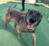 Lady Jade Located in NM - Photo 3