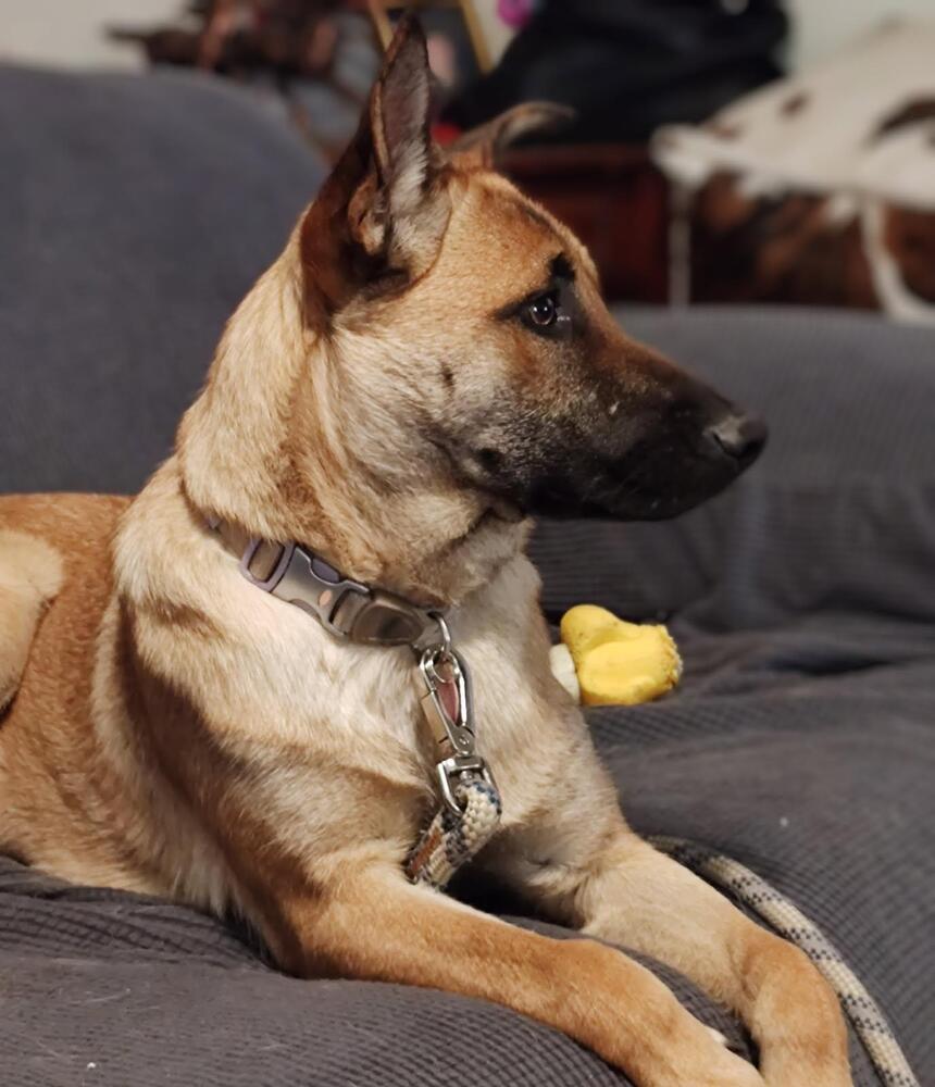 adoptable Dog in Imlay City, MI named Nova Mae located in New Mexico