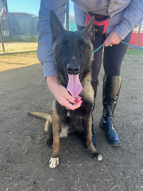 picture of the dog needing adoption