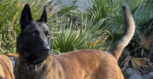 picture of the dog needing adoption