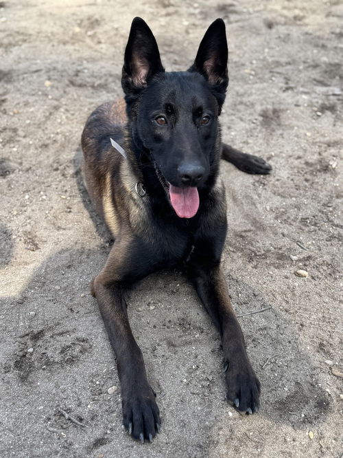picture of the dog needing adoption